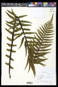 Asplenium horridum image