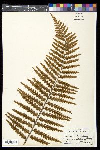 Asplenium horridum image