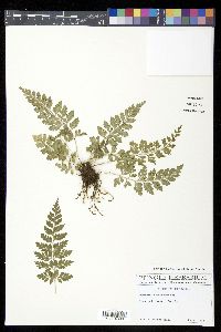 Asplenium hookerianum image