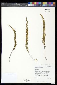 Asplenium hobdyi image