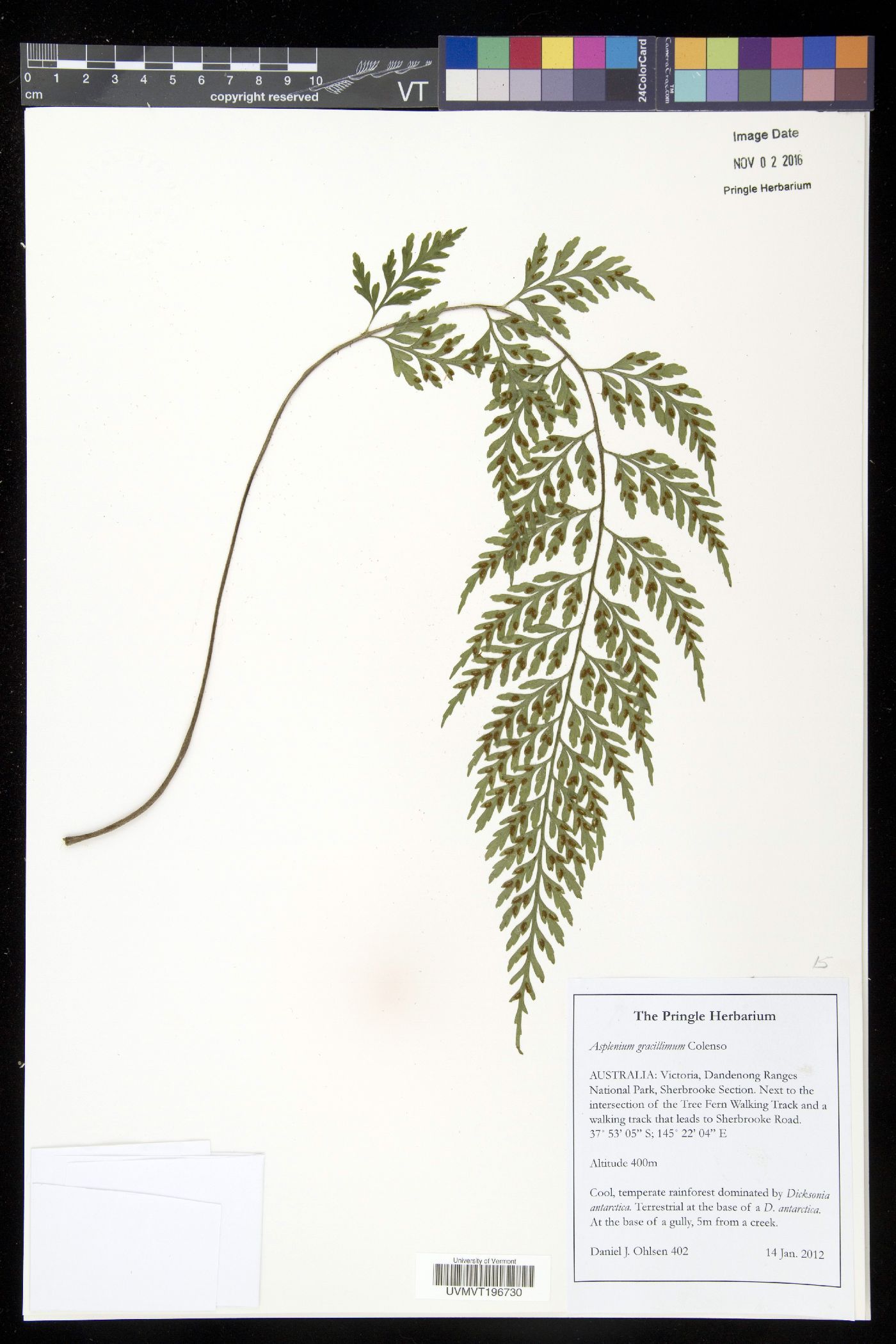 Asplenium abyssinicum image