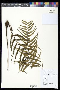 Asplenium lepturus image