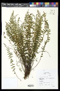 Asplenium macraei image