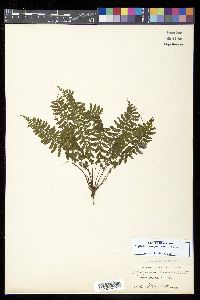 Asplenium macraei image