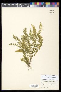 Asplenium macraei image