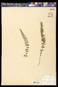 Asplenium lunulatum image