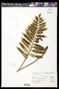 Asplenium obtusatum image