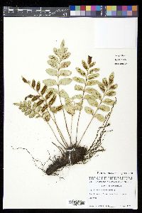 Asplenium obtusatum image