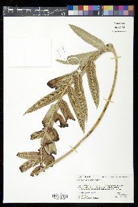 Asplenium oblongifolium image