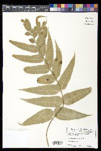 Asplenium oblongifolium image