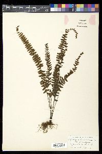 Asplenium lunulatum image