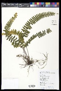 Asplenium normale image