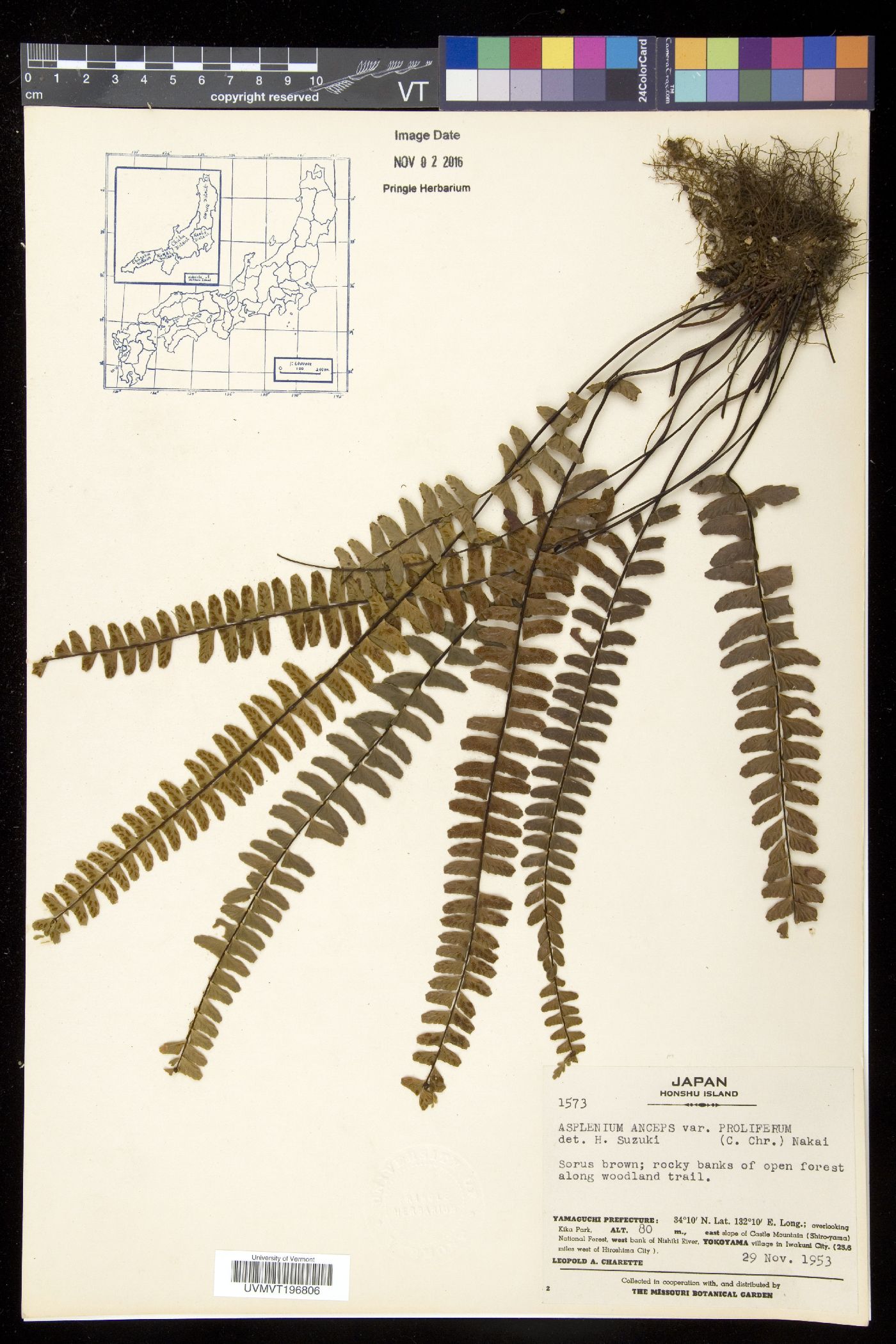 Asplenium anceps image