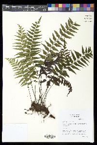 Asplenium polyodon image