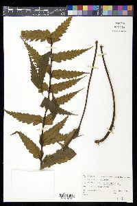 Asplenium polyodon image