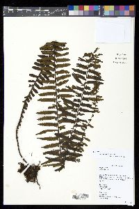 Asplenium pellucidum image