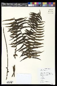 Asplenium pellucidum image