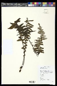 Asplenium pellucidum image