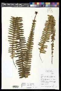 Asplenium pellucidum image