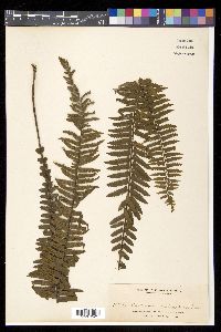 Asplenium pellucidum image