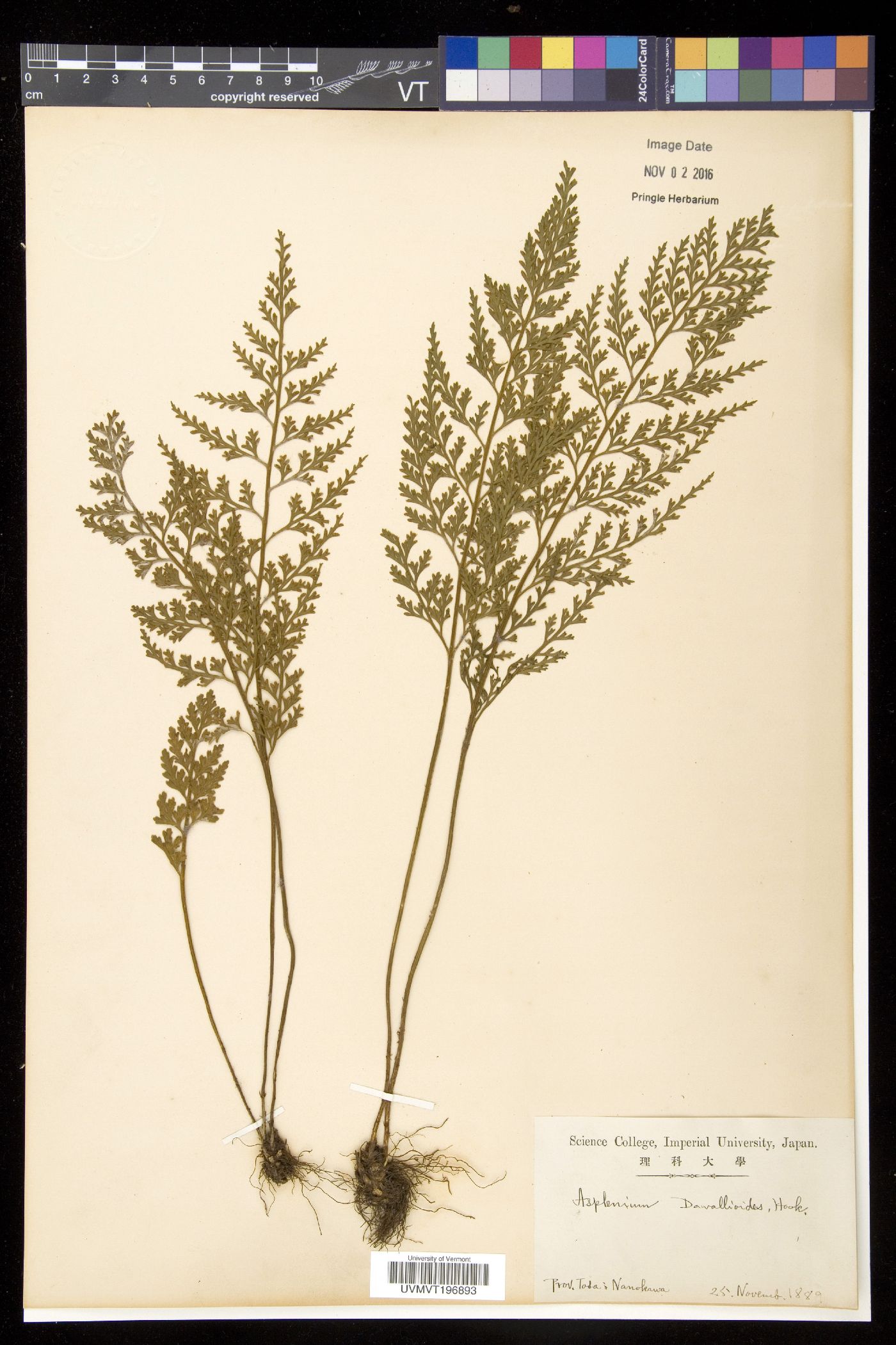 Asplenium davallioides image