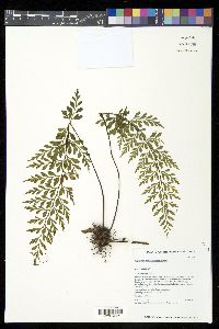 Asplenium sphenotomum image