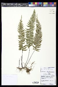 Asplenium unilaterale image