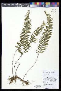 Asplenium unilaterale image