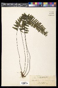 Asplenium unilaterale image