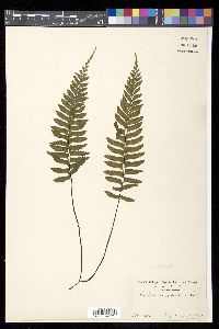 Asplenium resectum image
