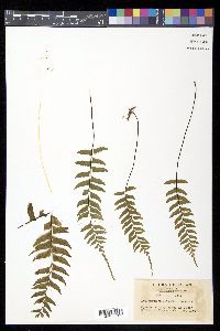 Asplenium unilaterale image