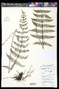Image of Amauropelta arborea