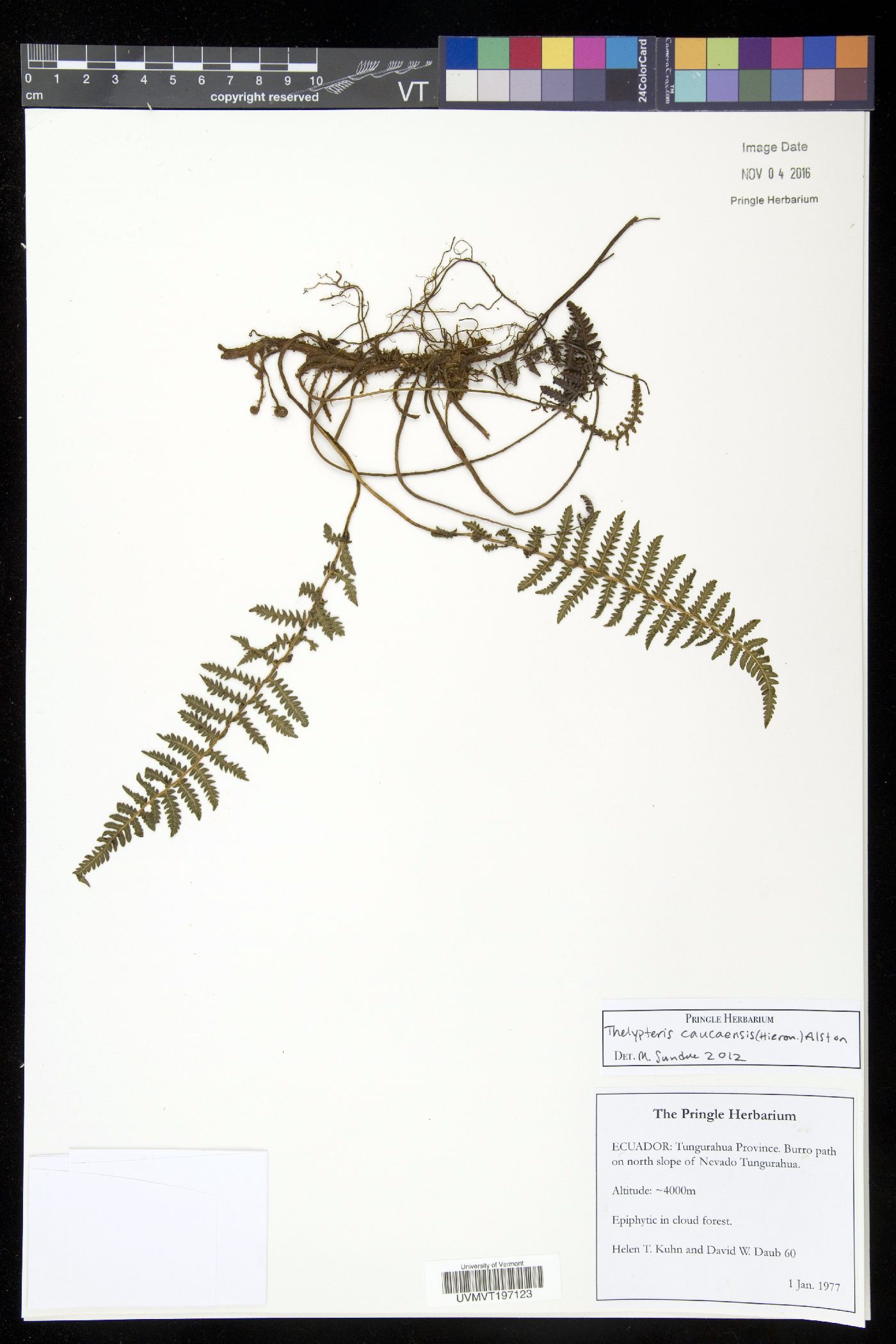 Amauropelta caucaensis image