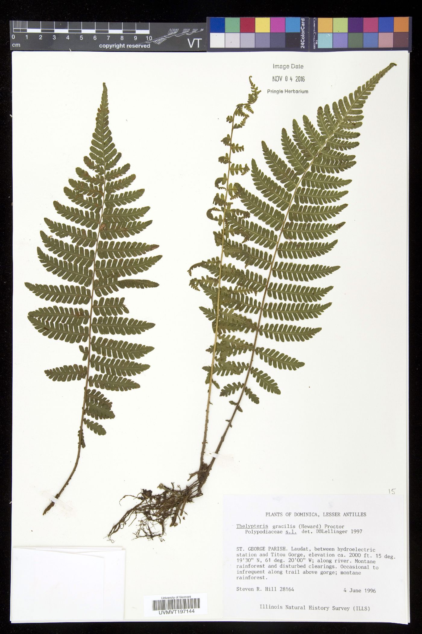 Thelypteris gracilis image