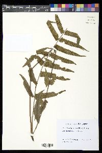 Christella subpubescens image