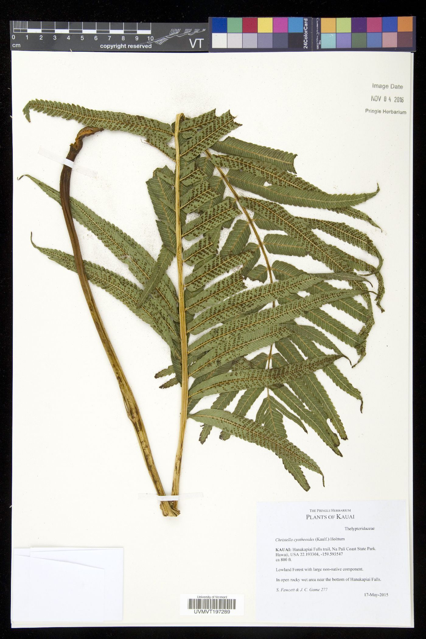 Christella cyatheoides image