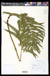 Christella cyatheoides image