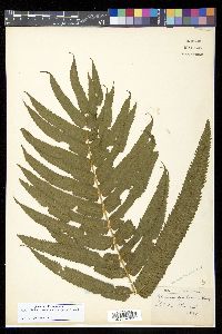 Christella cyatheoides image