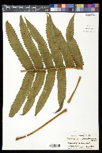 Cyclosorus cyatheoides image