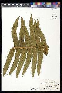 Cyclosorus cyatheoides image