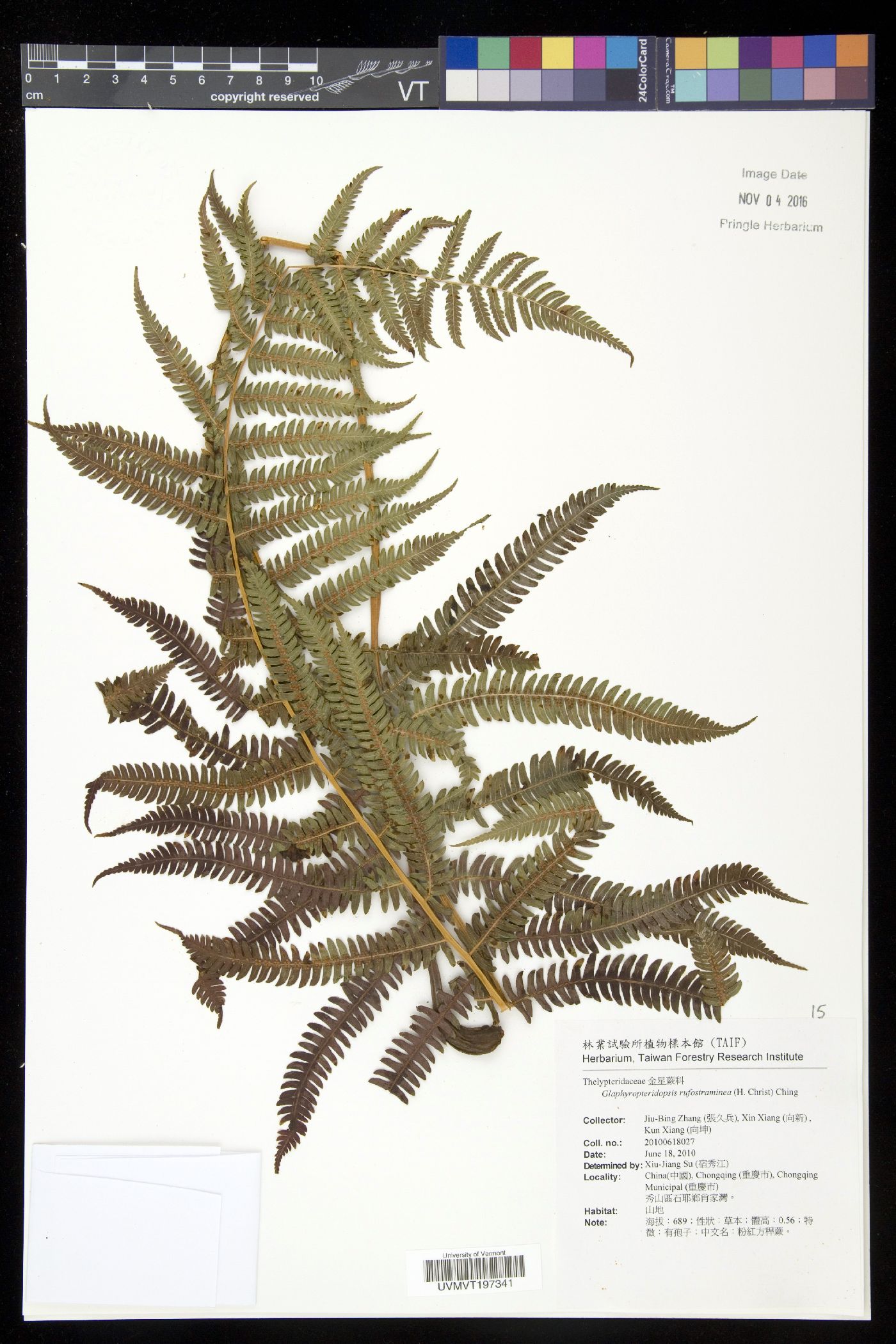 Glaphyropteridopsis rufostraminea image