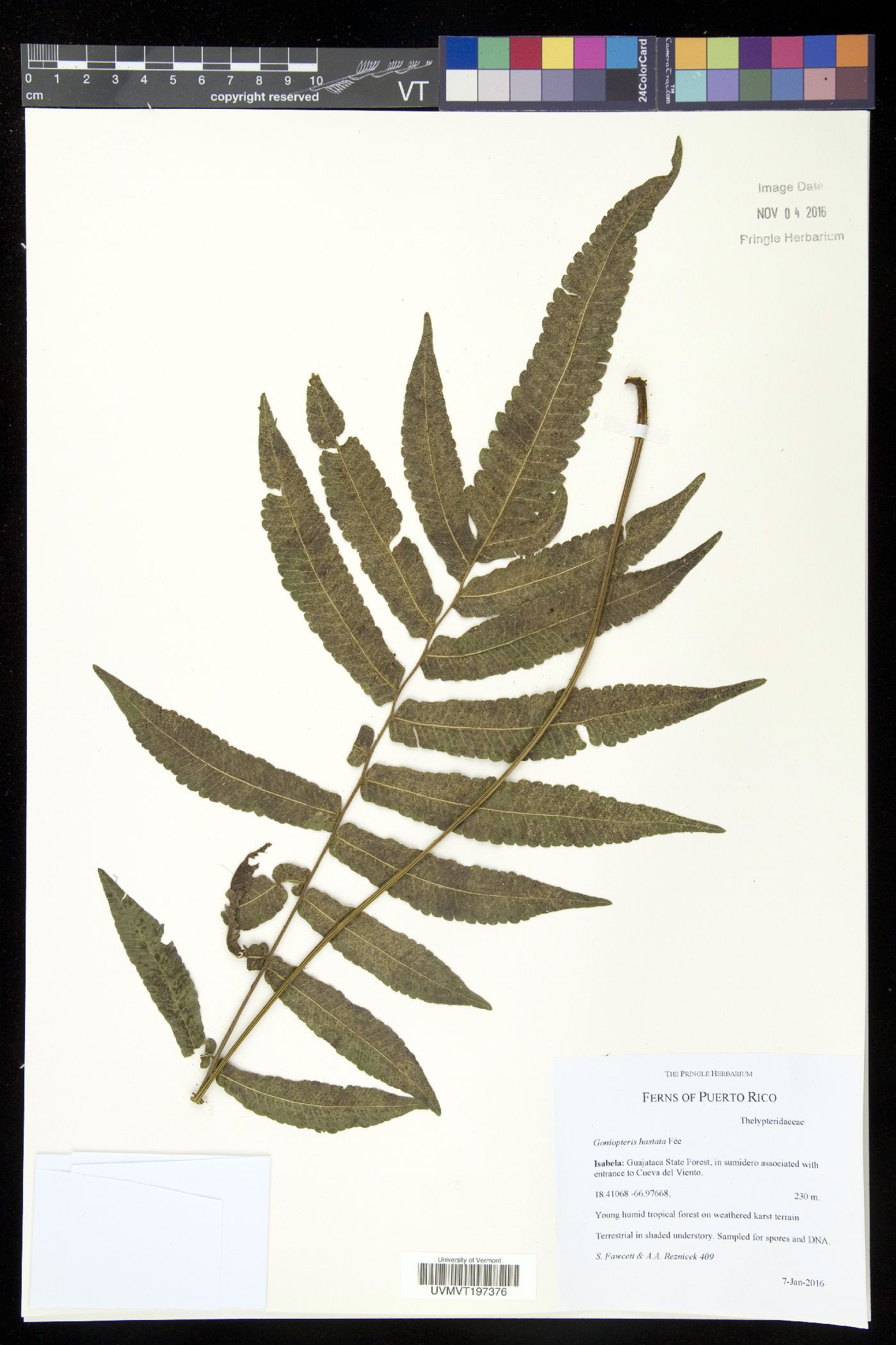 Goniopteris hastata image