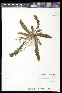 Goniopteris moranii image