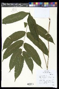 Goniopteris poiteana image