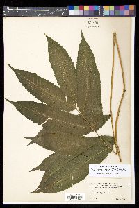 Goniopteris poiteana image
