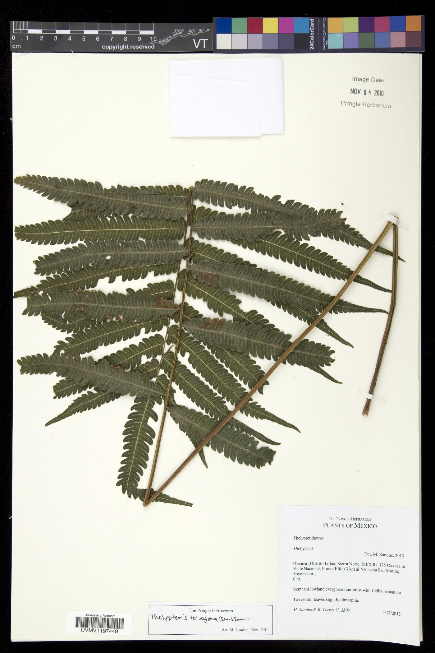 Thelypteris tetragona image