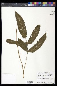 Goniopteris poiteana image