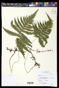 Phegopteris connectilis image