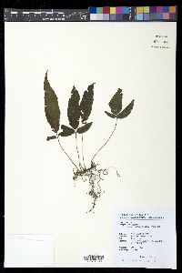 Pronephrium triphyllum image