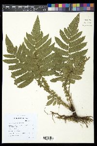 Steiropteris deltoidea image